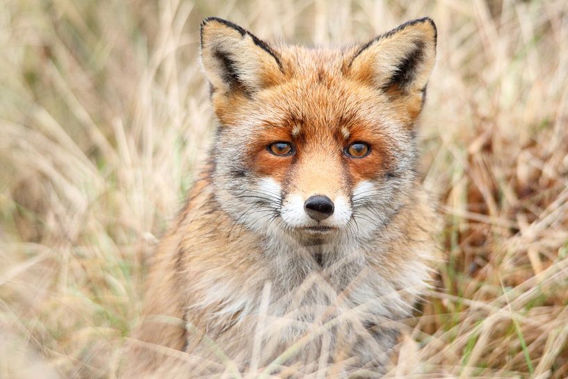 Vos oog in oog met fotograaf by Arnold van der Horst