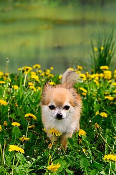 Chihuahua by Claudia Evans