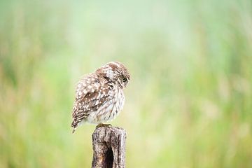Adorable bulbous little owl by mirka koot