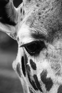 Oog in oog met de giraffe van Tesstbeeld Fotografie
