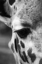 Giraffe von Tesstbeeld Fotografie Miniaturansicht