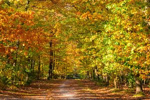 Weg durch einen Buchenwald im Herbst