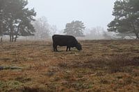 Galloway in der Plantage Willem II
