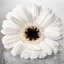 Still life: White Gerbera with loose petal with a drop by Marjolijn van den Berg thumbnail