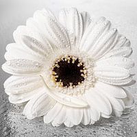 Stilleben: Weiße Gerbera mit losem Blütenblatt und Tropfen