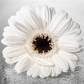 Ruhe und Einfachheit aus der Natur: Weiße Gerbera mit Blütenblatt und einem Tropfen von Marjolijn van den Berg