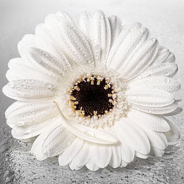 Still life: White Gerbera with loose petal with a drop by Marjolijn van den Berg