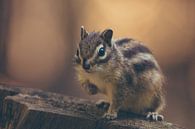 Sibirisches Erdhörnchen, Eichhörnchen, Streifenhörnchen am Baumstamm von Maarten Oerlemans Miniaturansicht