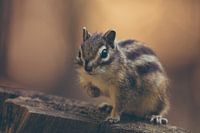 Siberische Grondeekhoorn, eekhoorn, chipmunk op boomstam