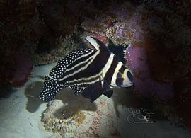 Gefleckter Trommelfisch, Bonaire von Joseph M. Bowen Photography