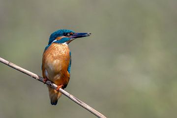 Eisvogel auf einem Schilfrohr von Willem Hoogsteen