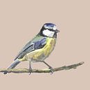 Blue Tit by Dune designs thumbnail