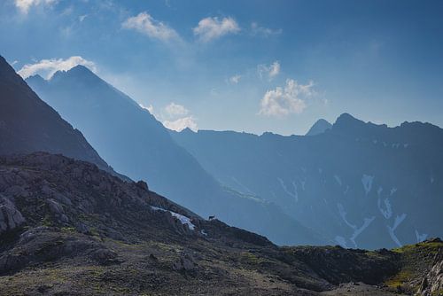 Alpensteinbock, Allgäuer Alpen