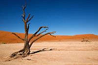 Dode Vormen - De Marionet