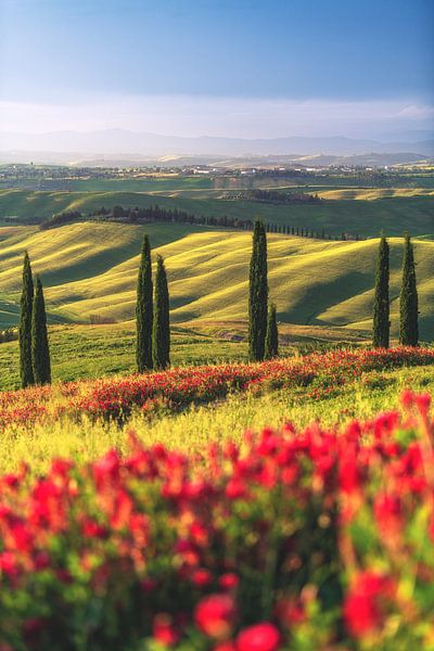 Italy Tuscany Cypress avenue by Jean Claude Castor