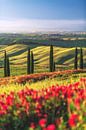 Italy Tuscany Cypress avenue by Jean Claude Castor thumbnail