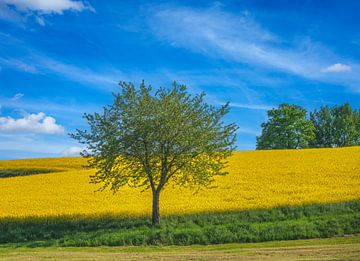 Een enkele boom bij een geel koolzaadveld en blauwe lucht