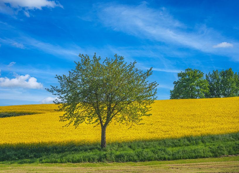 Single tree by a yellow rape field and blue sky by ManfredFotos