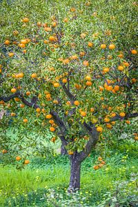 Mandarinenbaum im Dorf Fornalutx, Mallorca