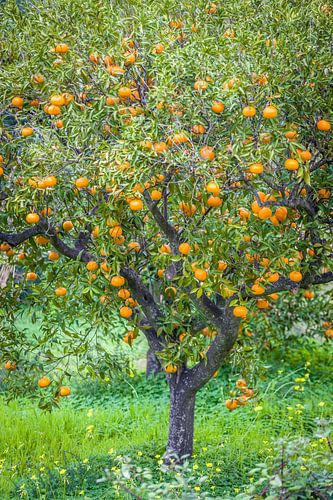 Mandarijnboom in het dorp Fornalutx, Mallorca van Christian Müringer