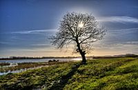 Sunny Biesbosch 