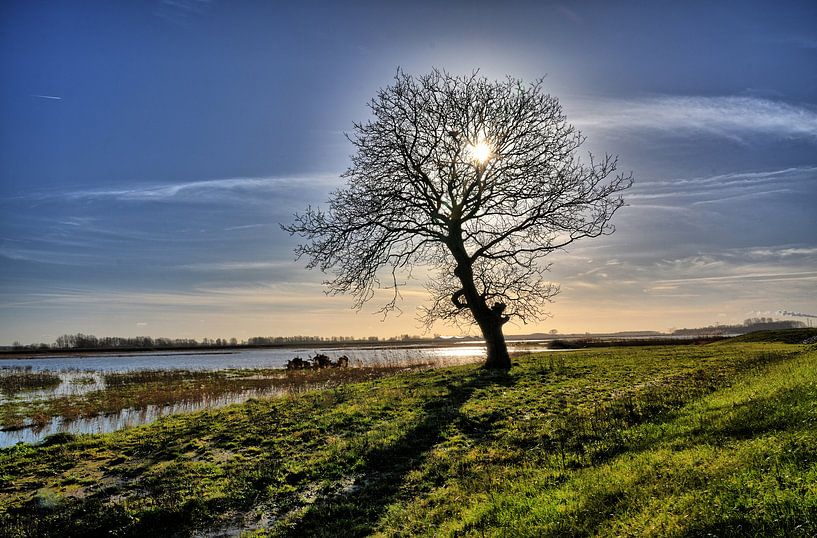 Sunny Biesbosch  by Glenn Aoys
