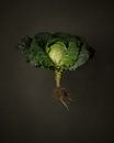 Seasonal vegetables - Savoy cabbage from outdoors by Mariska Vereijken thumbnail