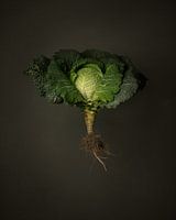 Seasonal vegetables - Savoy cabbage from outdoors