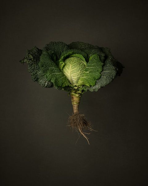 Seasonal vegetables - Savoy cabbage from outdoors by Mariska Vereijken