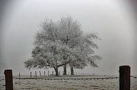 Bäume in einer Winterlandschaft von Wilma Overwijn Miniaturansicht