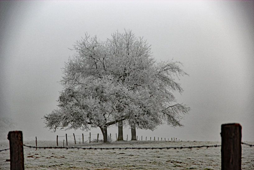 Bäume in einer Winterlandschaft von Wilma Overwijn