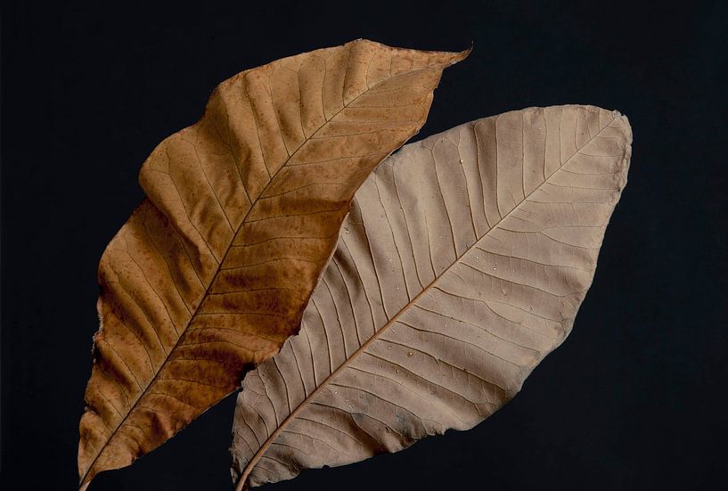 Magnolia leaves, autumn by Anjo Kan