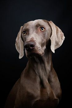 Portrait Weimaraner