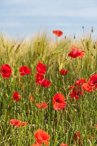 Mohnblumen