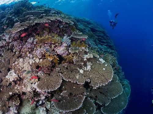 Big Brother Reefscape