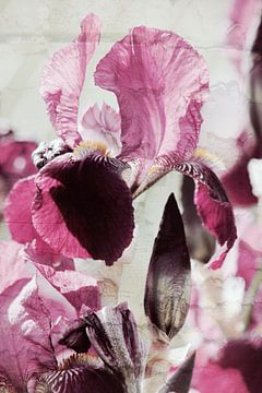 Iris in Love van ines meyer