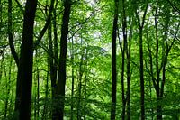 Early in the morning when te forest wakes up , nature is magic.