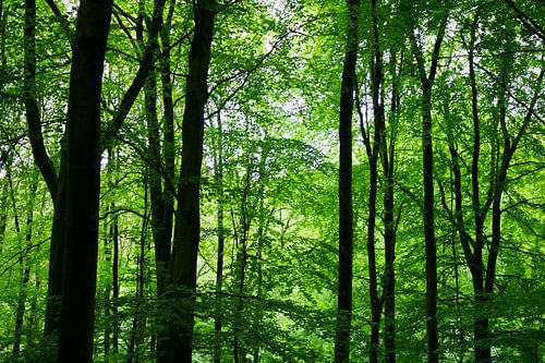 Early in the morning when te forest wakes up , nature is magic.