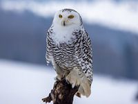 Hibou des neiges sur un tronc