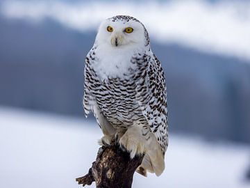 Snowy owl on a trunk by Manuel Weiter