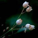 Uitgebloeide witte bloemklokjes van Anouschka Hendriks thumbnail