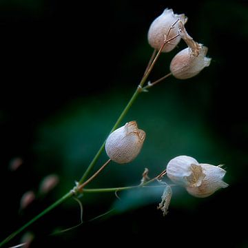 Uitgebloeide witte bloemklokjes van Anouschka Hendriks