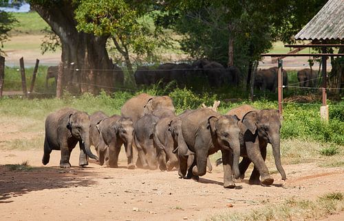 Elephants run to their milk