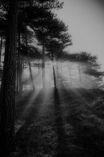 La lumière du matin traverse les arbres sur Karel Ham