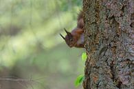 Rode eekhoorn (Sciurus vulgaris) van Eric Wander thumbnail