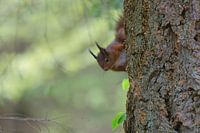 Rotes Eichhörnchen (Sciurus vulgaris)