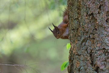 Rode eekhoorn (Sciurus vulgaris) van Eric Wander