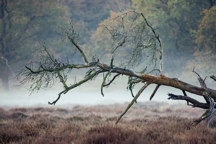 De omgevallen boom van Barbara Verstraate