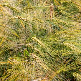 Barley in the Summer Wind by Hilda Weges