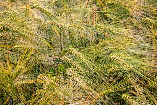 Barley in the Summer Wind